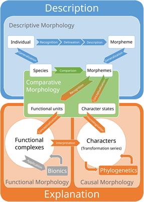 Synthesizing foundations in evolutionary morphology and a plea for conceptual explicitness regarding homology concepts